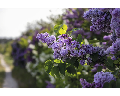 Närbild av lila syrenblommor och gröna blad i trädgården.