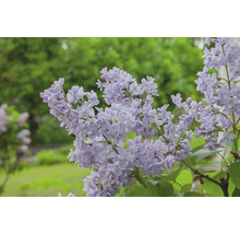 Syren OMNIA GARDEN Syringa Vulgaris 30-50cm 10-pack
