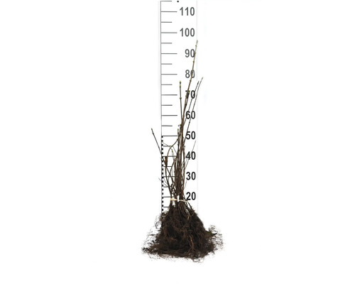 Rotförsedd växt med måttangivelse i centimeter.
