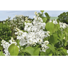 Närbild av vit blommande syren i trädgården.