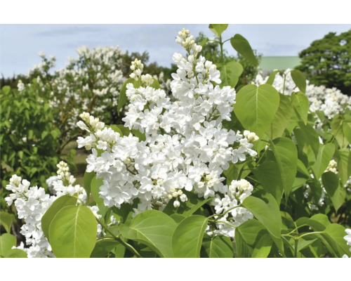 Närbild av vit blommande syren i trädgården.