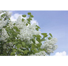 Blommande syren med vita blommor mot en blå himmel