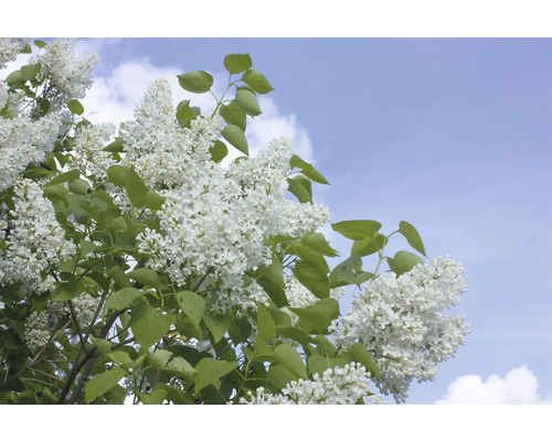 Blommande syren med vita blommor mot en blå himmel