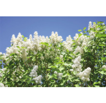 Blommande syren med vita blommor mot en blå himmel