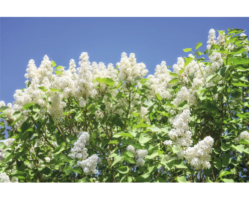 Blommande syren med vita blommor mot en blå himmel