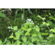 Blomställning med vita blommor och gröna blad