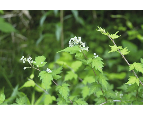 Blomställning med vita blommor och gröna blad