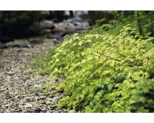 Närbild av en japansk lönnplanta i en trädgårdsbädd