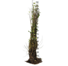 Knippe ligusterplantor med rotklump