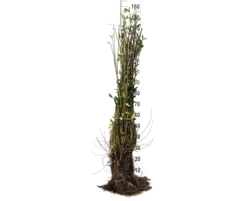 Knippe ligusterplantor med rotklump