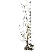 Blå spirea med rotklump framför mätsticka