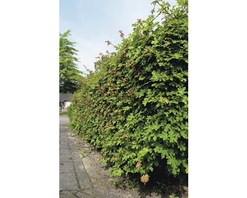 Naverlönn OMNIA GARDEN Acer Campestre 50-80cm 150-pack