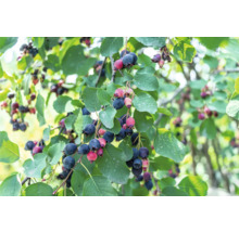 Saskatoon med mogna frukter och gröna blad