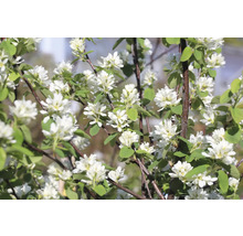 Blommande häggmispel med gröna blad