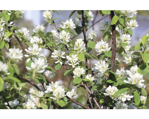 Blommande häggmispel med gröna blad