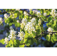Blommor av häggmispel med gröna blad