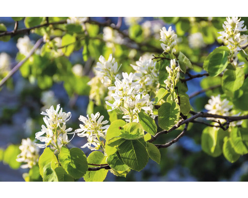 Blommor av häggmispel med gröna blad