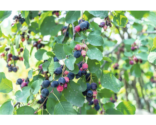 Träd med mogna bär och gröna blad