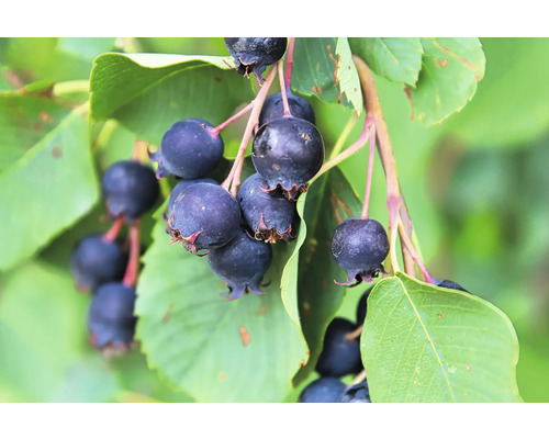 Bärhäggmispel med blad på en gren