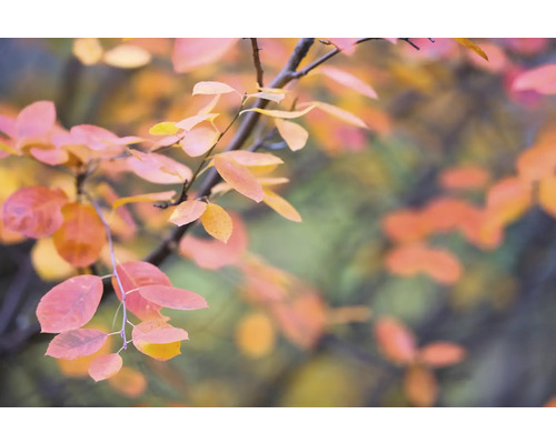 Gren med färgglada löv på hösten
