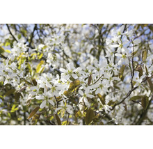 Blommande häggmispel med vita blommor