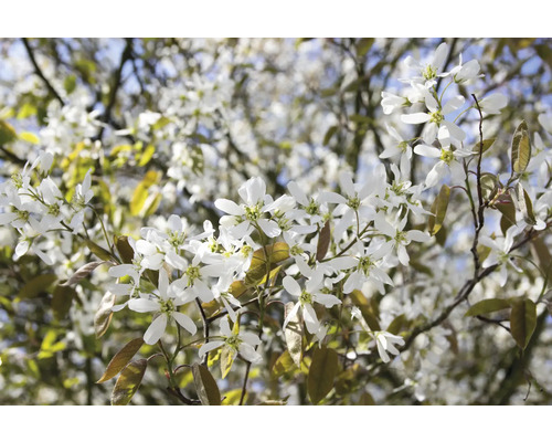 Blommande häggmispel med vita blommor