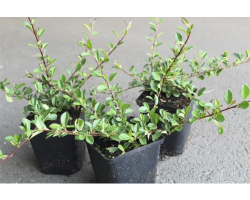 Tre dvärgmispelväxter i krukor