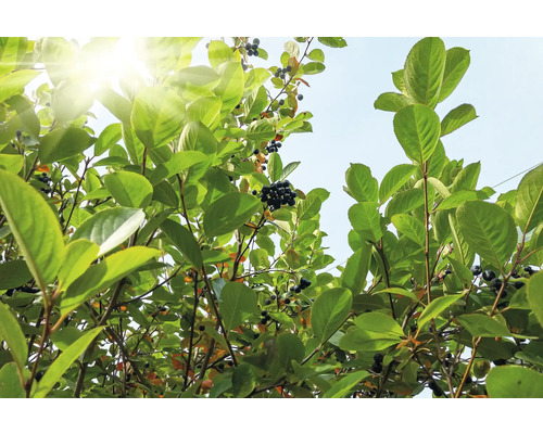 Aroniaväxt med gröna blad och bär