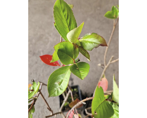 Närbild av japanskt bergthe med gröna och röda blad i kruka