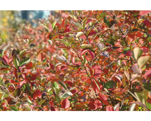 Aronia med höstlöv i trädgården