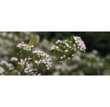 Blommande aroniaplanta i detalj