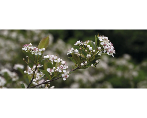 Blommande aroniaplanta i detalj