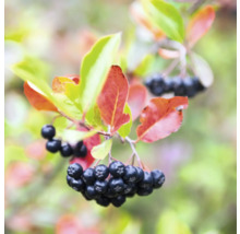 Aronia gren med bär och blad