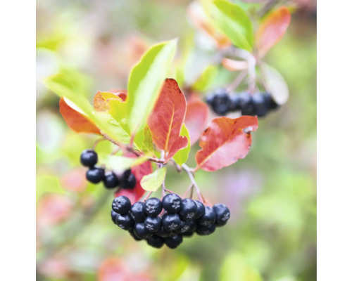 Aronia gren med bär och blad