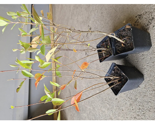 Två växter i krukor med blad