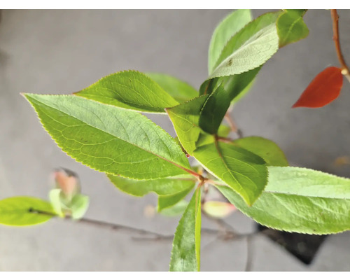 Närbild av ett prydnadsapelträd med gröna blad