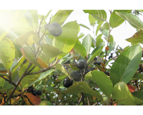 Aronia växt med blad och bär