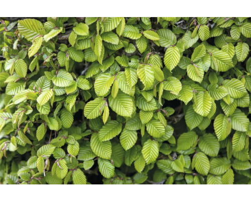 Närbild av en häck med gröna blad