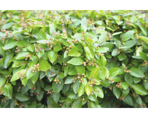 Städsegrön dvärgmispelbuske med små blomknoppar och glänsande blad