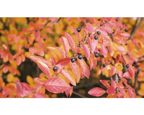 Dekorativ prydnadsbuske med röda blad och mörka bär.