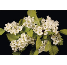 Blomställning med vita blommor och gröna blad
