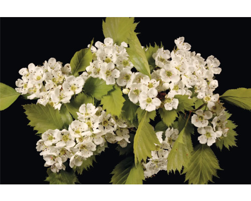 Blommande hagtornsgren med vita blommor och gröna blad
