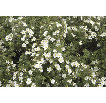 Blommande buske med vita blommor
