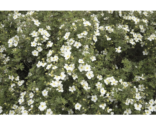 Blommande buske med vita blommor