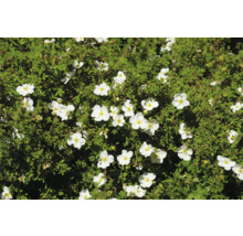 Blommande buske med vita blommor för trädgården