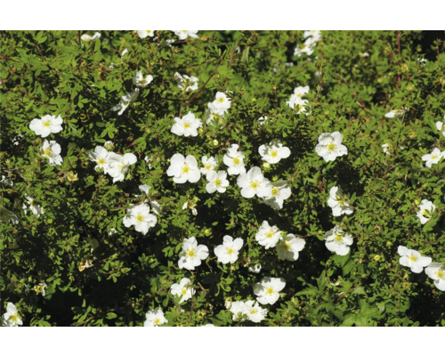 Blommande buske med vita blommor för trädgården