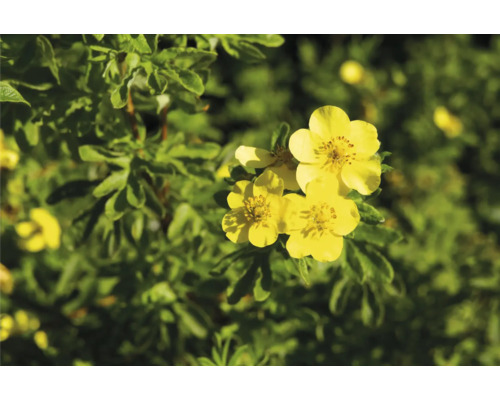 Gula fingerörtblommor med gröna blad