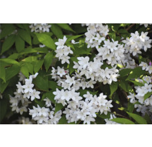 Blommande buske med vita blommor