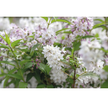 Blommande buske med små, vita blommor