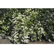 Deutzia-växt med vita blommor